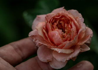 The wounded petals of the withering rose