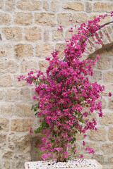 Bougainvillea an einer Hausfront aus Naturstein