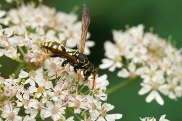 Closeup on a French yellow and black paperwasp, Polistes dominula feeding on a white flower