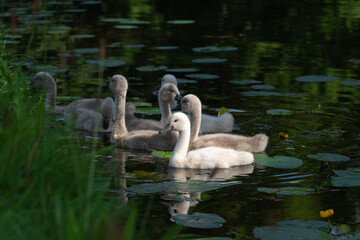 A brood of mute swan (Cygnus olor) with a white chick swims near the shore