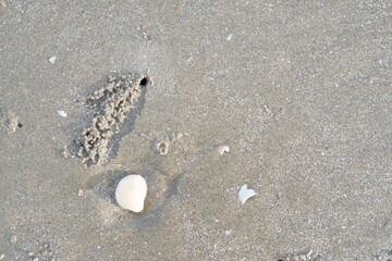 Details of the sand surface created by the burrowing of the sand crab
