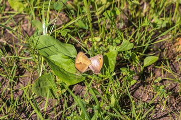 Small heath butterfly mating on a sunny meadow