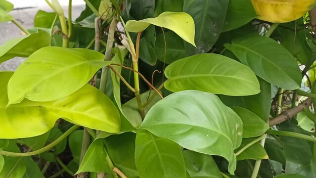 Philodendron lemon or Philodendron erubescens Golden'which has yellowish green leaves sway in the wind. Nature garden.