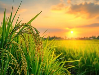 Fototapeta premium Golden rice paddies at sunset concept selective focus on rice plants, ethereal, Composite countryside landscape
