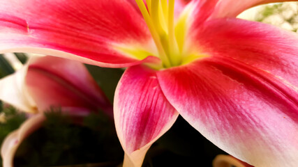 Close-Up View of a Vibrant Pink Lily
