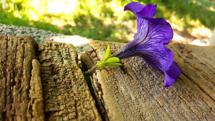 Purple flower on wood