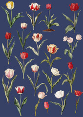 Beautiful tulips in illustration style