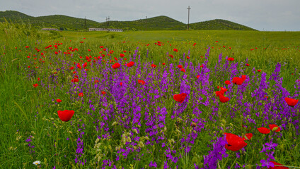 Obraz premium red poppies and purple eastern larkspur flowers on the meadow in Caucasus mountains (Kveshi, Georgia)