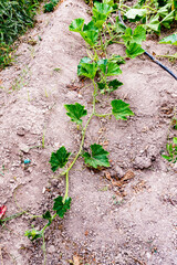 Pumpkin leaves in an orchard of Villajoyosa