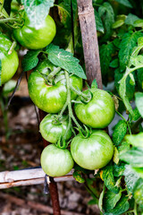 Cluster of tomatoes in an orchard of Villajoyosa