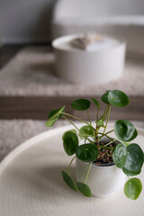 Close-up of potted plant on white table in modern living room.