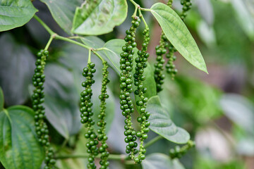 Fresh peppercorn in the garden
