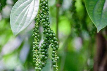 Fototapeta premium Fresh peppercorn in the garden