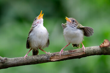 Baby bird looking for food
