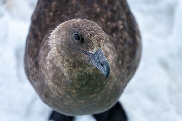 South polar skua, Southern Ocean, Antarctica