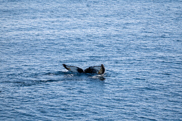 Fototapeta premium View of humpback whale tail in the Southern Ocean, Anrarctica