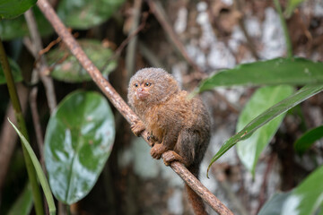 Pygmy titi monkey Cebuella pygmaea
