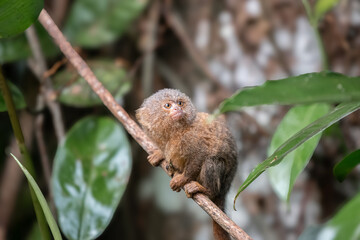Pygmy titi monkey Cebuella pygmaea