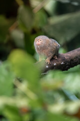 Obraz premium Pygmy titi monkey Cebuella pygmaea
