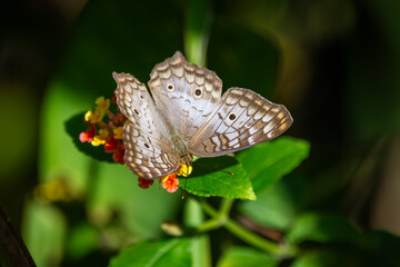 Beautiful colorful butterfly feeding on yellow and pink flower