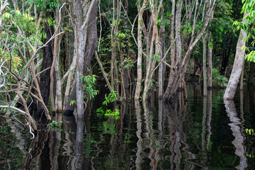 Beautiful view to igapó flooded forest and water reflections