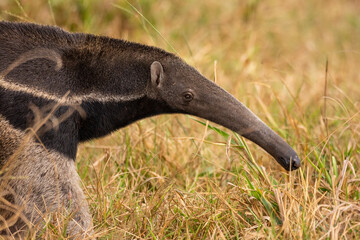 Giant anteater in the Southern Pantanal of Mato Grosso do Sul