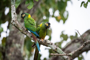 Couple of Yellow-collared Macaws in the Southern Pantanal