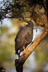 Great Black Hawk on tree branch in the Southern Pantanal