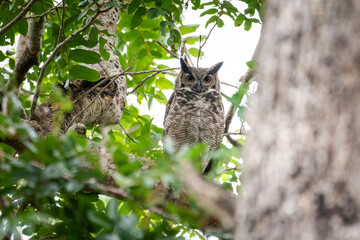 Horned owl on green tree in the Pantanal