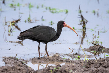 Bare-faced Ibis on lake in the Southern Pantanal of Mato Grosso do Sul