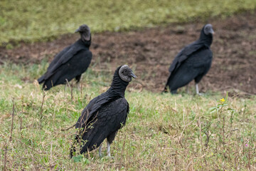 Black vultures on the ground in the Southern Pantanal