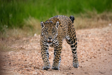 Jaguar (Panthera onca) wearing GPS tracking collar in the Pantanal