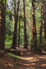 Hiking path surrounded by pines in Northern Michigan