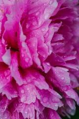 Macro View of Pink Peony Flower Petals