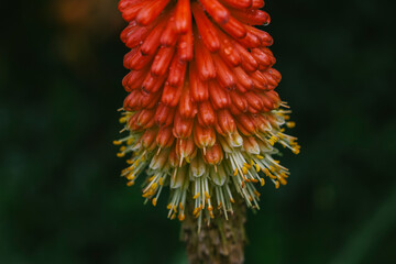 Close Up of a Red Hot Poker Flower