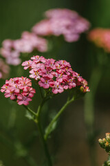 Delicate Pink Yarrow Plant in the Garden