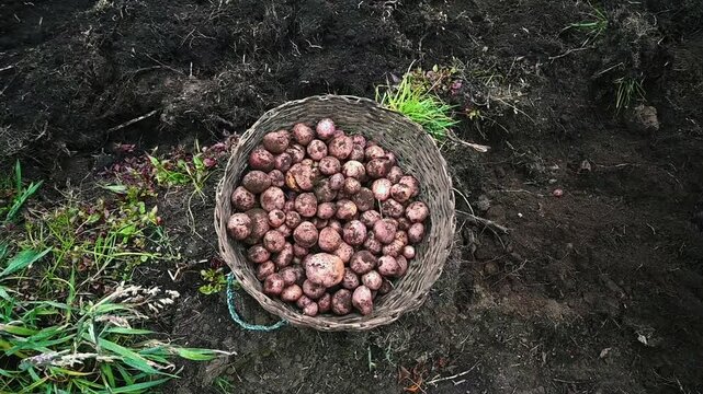 freshly harvested potato basket over the land