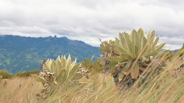 Frailejon plant in P&aacute;ramo with landscape background