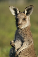 Portrait of a young kangaroo