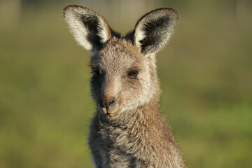 Closeup of a young kangaroo