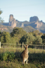 Kangaroo gazing out at the mountains