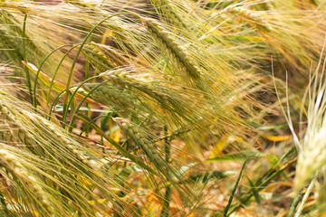Green wheat field in the wind. Agriculture in Ukraine. Ears of wheat background. Summer harvest. Green rye field. Wheat field landscape. Green cereal plant. Beauty in nature.