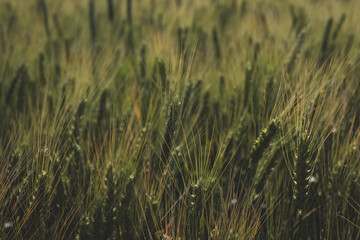 Green wheat field in the wind. Agriculture in Ukraine. Ears of wheat background. Summer harvest. Green rye field. Wheat field landscape. Green cereal plant. Beauty in nature.