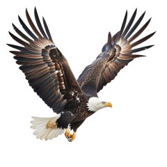 A majestic bald eagle soaring with its wings spread wide, isolated on a white background