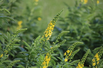 Agrimonia eupatoria. Common agrimony yellow flowers.