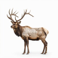 Fototapeta premium A majestic elk with a large rack of antlers isolated on a white background
