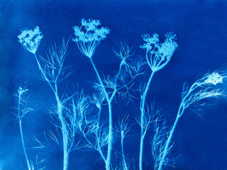Dill grass in blue print background. Cyanotype illustration