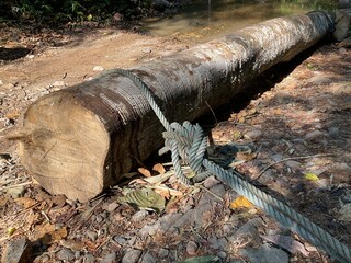 felling trees ,large tree was cut down and there was a rope tied and ready to be dragged concept of destroying forests, destroying the environment
