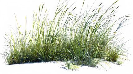 Nature tall meadow grass cut out white background