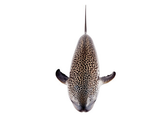 Obraz premium Narwhal, Monodon monoceros isolated on white background
